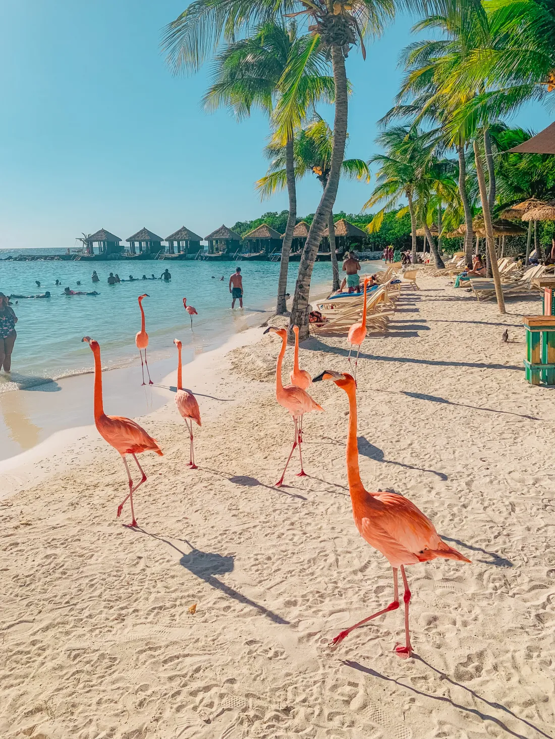 flamingo-beach-aruba-de-palm-island-how-to-see-flamingos-in-aruba